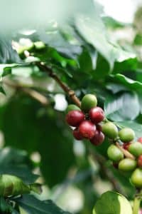 Bayas maduras e inmaduras de café arábica creciendo en una rama de una planta de café.