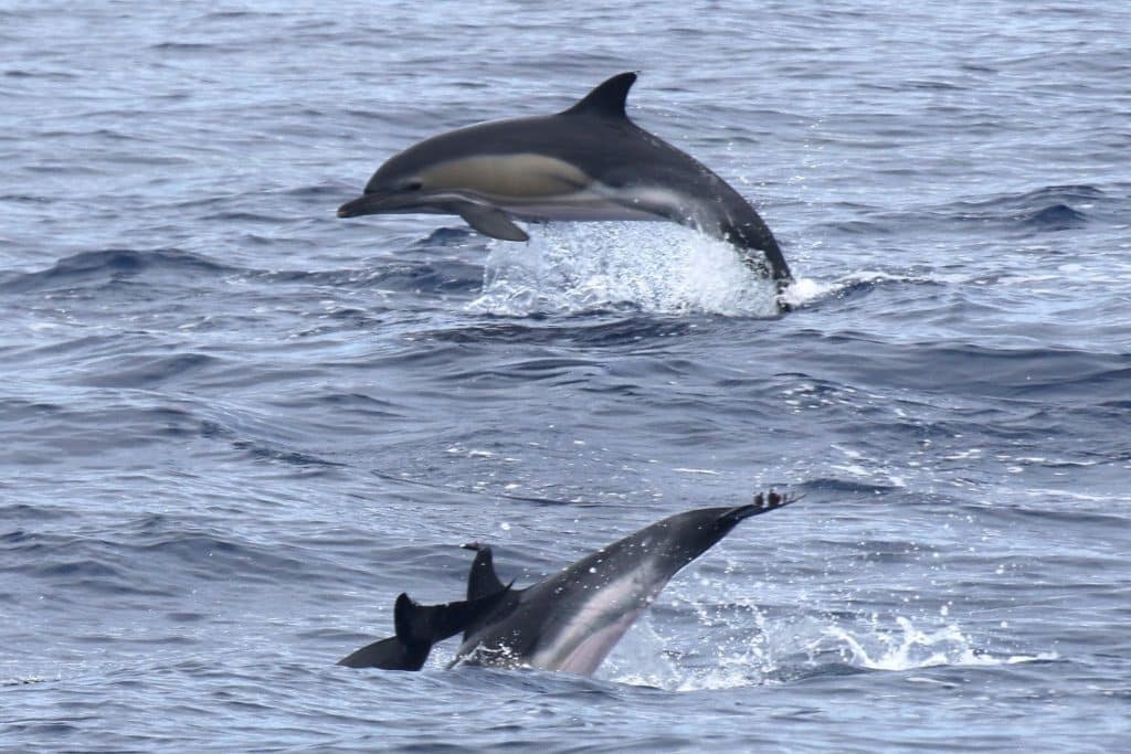 Dos delfines nadando en el océano durante nuestra excursión de avistamiento con Futurismo Azores Adventures