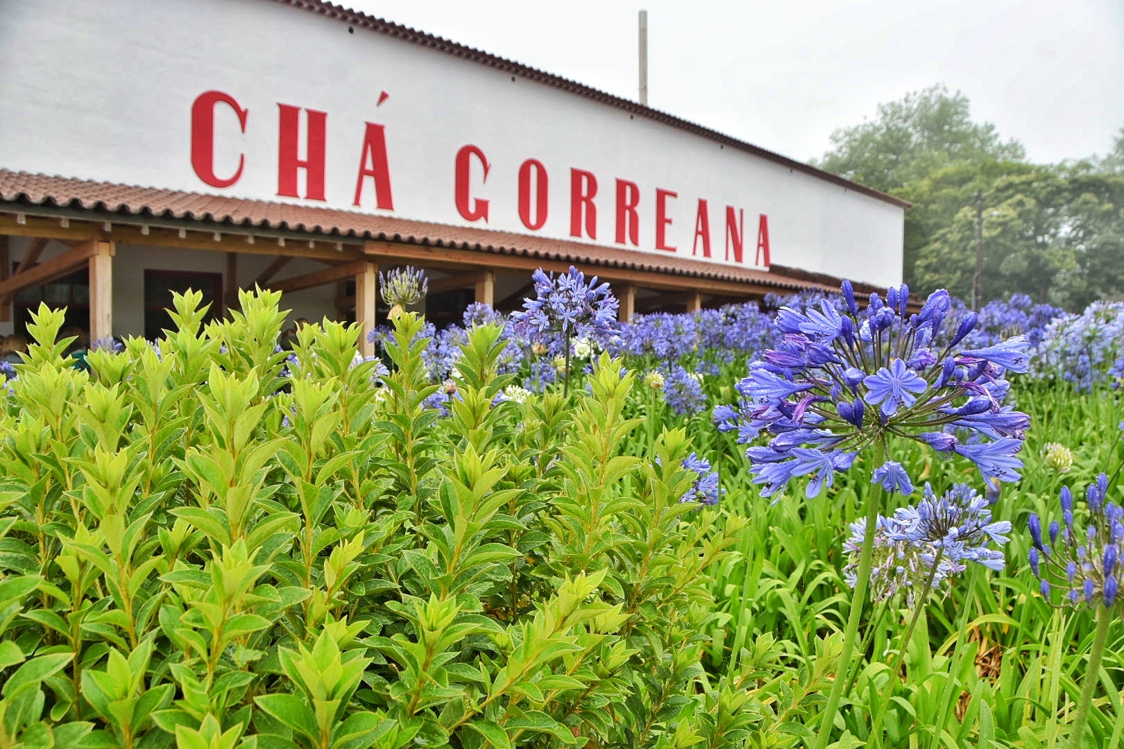 Plantas de té en primer plano en la plantación de Chá Gorreana, con las letras grandes del cartel de la fábrica visibles al fondo