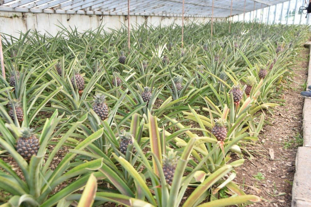 Filas de plantas de ananás creciendo dentro de un invernadero en São Miguel