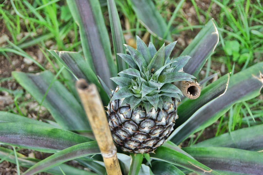 Primer plano de un ananás creciendo dentro de un invernadero en una plantación tradicional de São Miguel, Azores