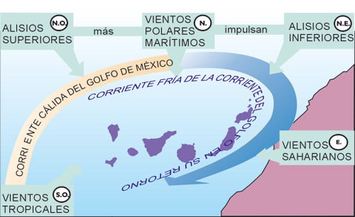 Los vientos alisios del noreste llegan a Canarias empujados por el anticiclón de las Azores y la baja térmica del Sáhara. En Fuerteventura, su geografía abierta y sin grandes montañas permite que el viento atraviese la isla con más intensidad.